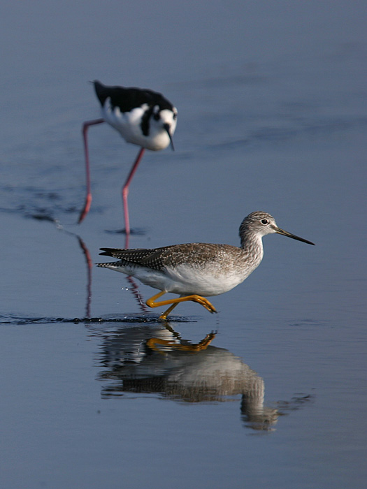 Greater Yellowlegs chased by Black-Neck Stilt