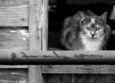 barnyard cat