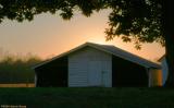 shed with magnolia tree