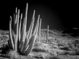 Organ Pipe