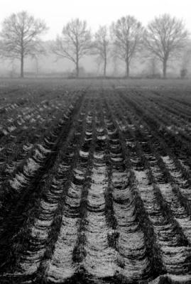 patterned countryside b&w