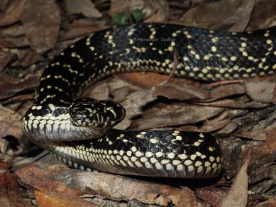 Broad-headed snake, Hoplocephalus bungaroides