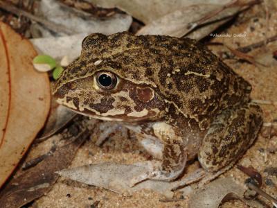 Giant Burrowing Frog, Cyclorana novaehollandiae