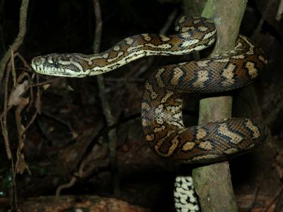 Carpet Python, Morelia spilota mcdowelli