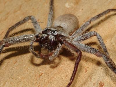 Huntsman Spider, Delena