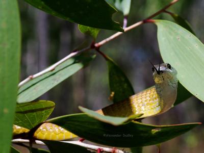 Colubrid Snakes: Colubridae