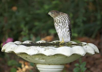 Juv. Coopers Hawk IT0L4132.jpg