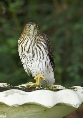 Juv. Coopers Hawk IT0L4225-1.jpg