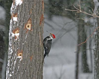 Woody Woodpecker1