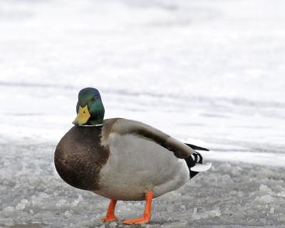 Mallard Drake