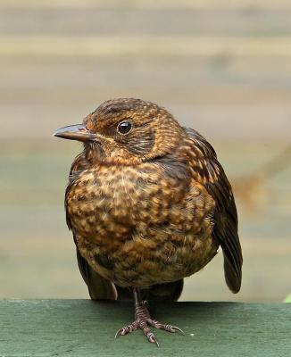Young female Blackbird