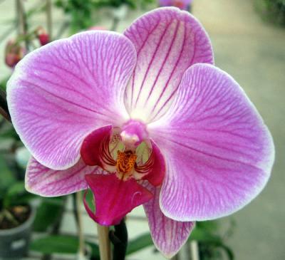 bloem