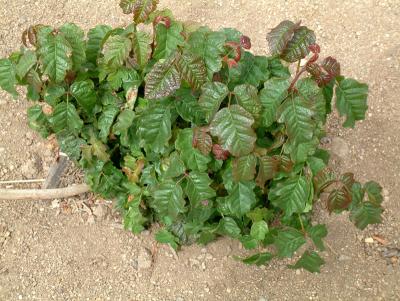 Poison Oak on the California Central Coast