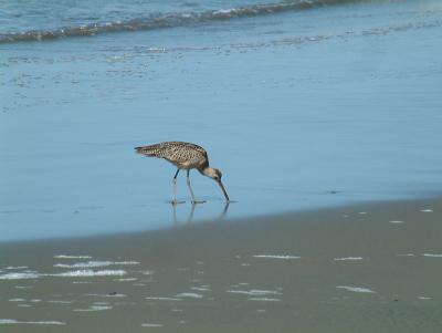 bird1.jpg