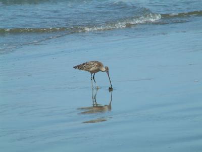 bird2.jpg