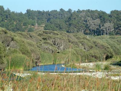 sansimeoncreek1.jpg
