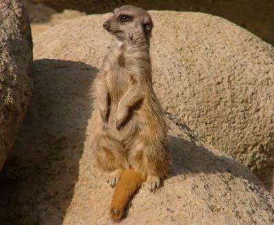 Suricate