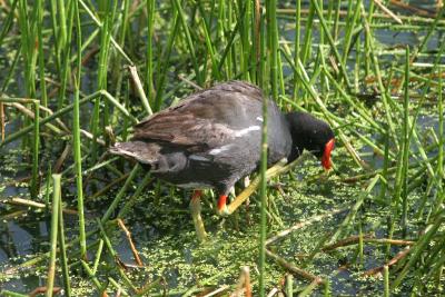 Common Moorhen, I have an itch

I like that they have a little red on the top of their legs.  Makes them very coordinated!