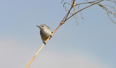 Blue-gray Gnatcatcher