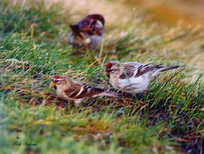 Hoary and Common Redpoll