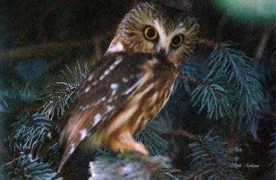 Northern Saw-whet Owl 