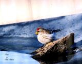 Hoary Redpoll