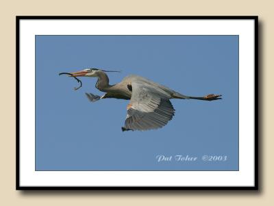 Great Blue Heron