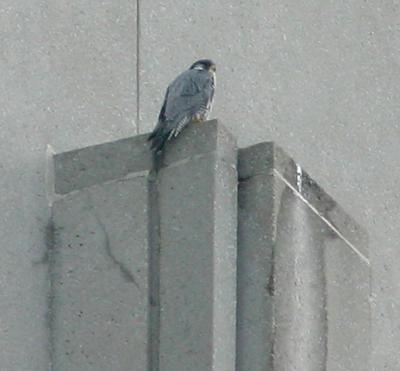 Peregrin Falcon