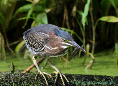 Green Heron catches early morning snack