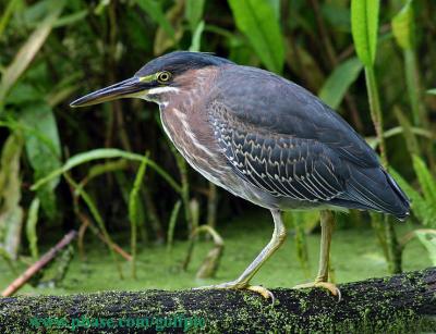 Green Heron