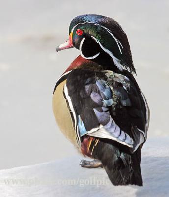 Wood Duck