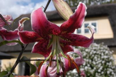 DSC_0005_resize.JPG