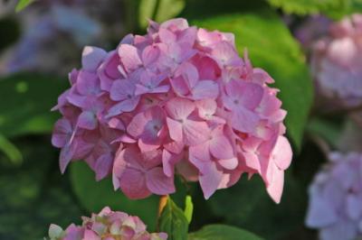 DSC_0010_resize.JPG