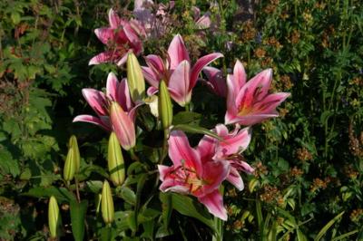 DSC_00330000_resize.jpg