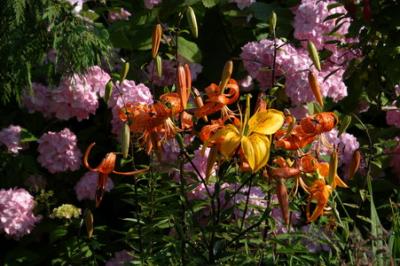DSC_00350000_resize.jpg