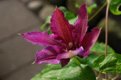 DSC_00740001_resize.jpg