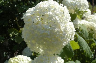 DSC_0077_resize.JPG