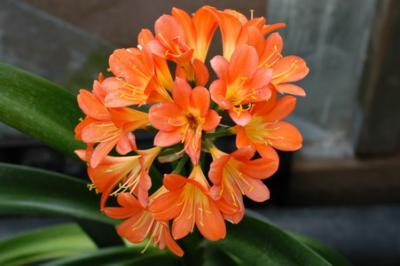 DSC_1534_resize.JPG