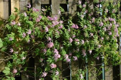 DSC_1544_resize.JPG