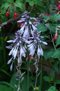DSC_0012_resize.JPG
