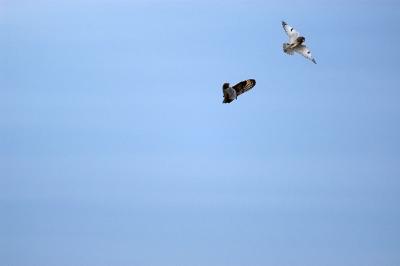 Short-eared Owl - Top Gun 3