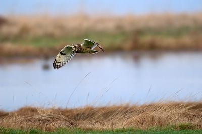 Short-eared Owl