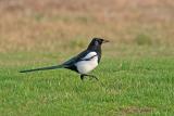 Magpie