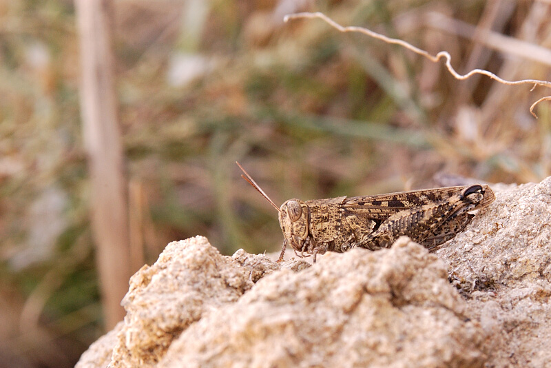 Grasshopper
