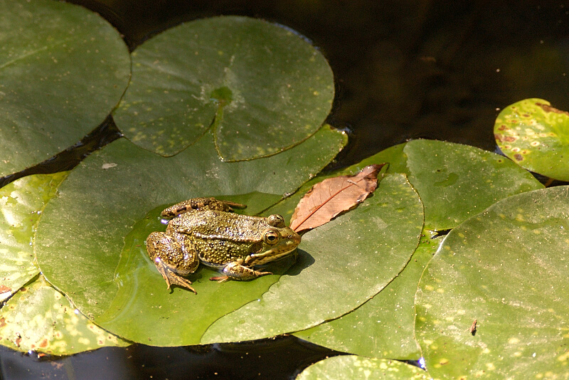 Frog