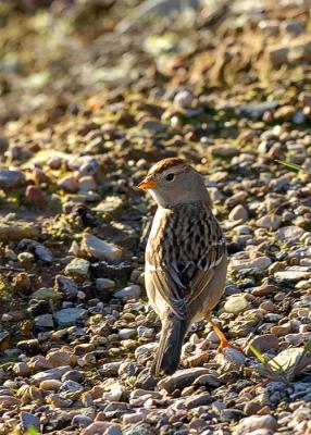 White Crowned Sparrow