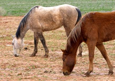 Horses