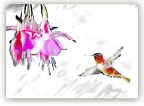 Humming Bird Challenge.jpg