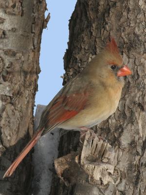 u40/grizzlyike/medium/40190689.NorthernCardinal03.jpg