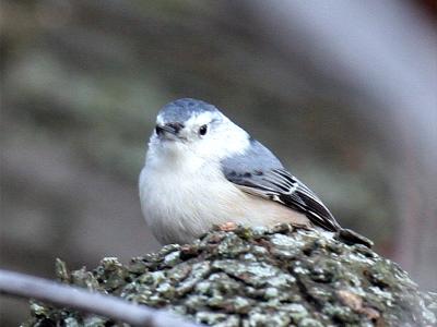 White-breasted 02